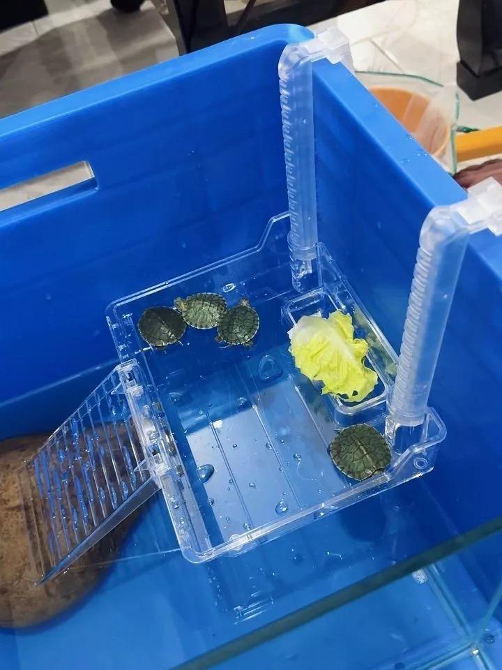 Turtle Tank Platform Aquatic Reptile Basking Platform