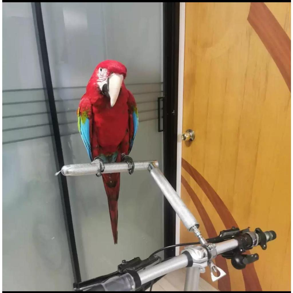 Parrot Stand For Bicycle Stainless Steel 32mm THICK
